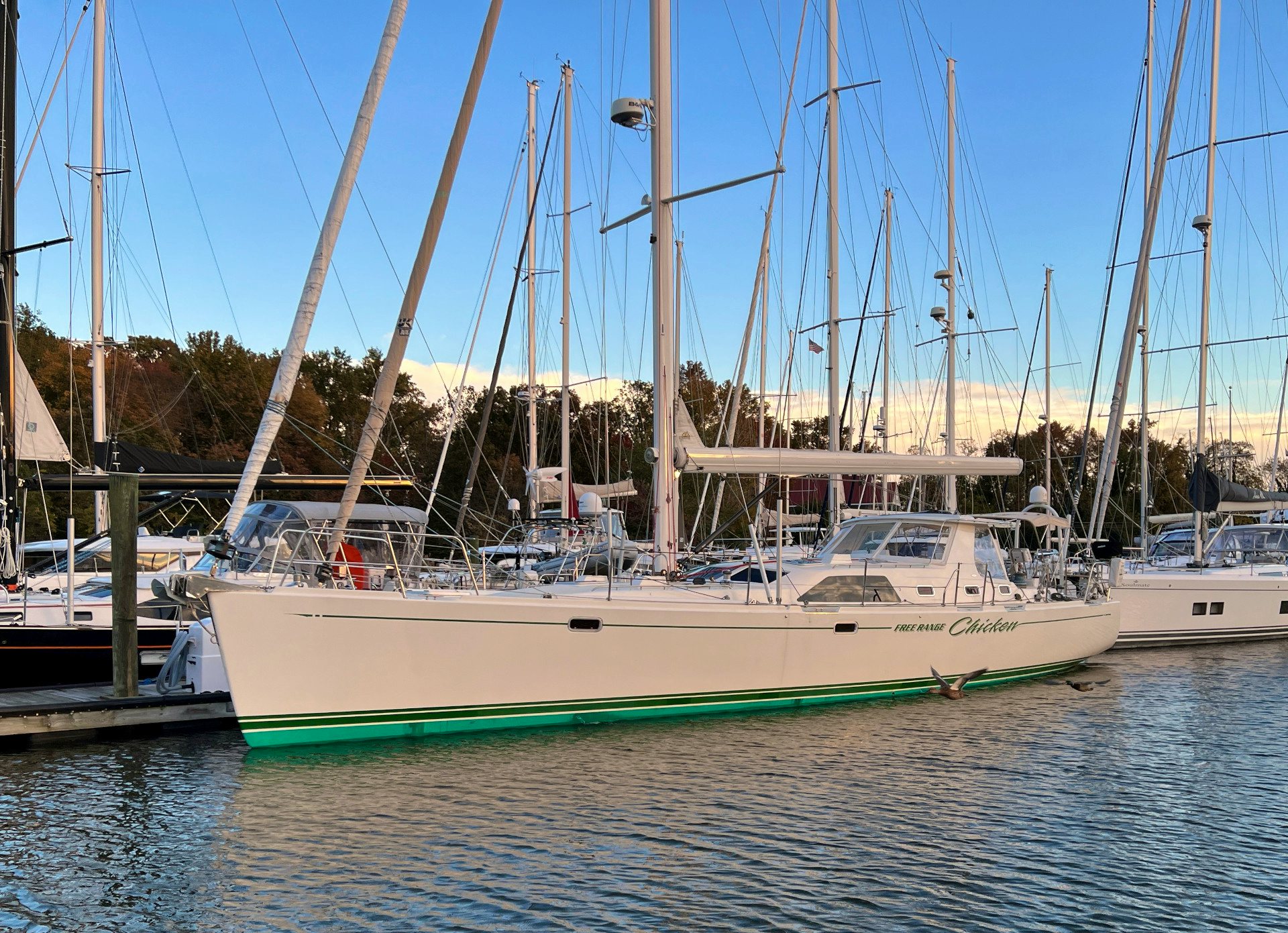 Free Range Chicken - 59ft Perry 2006